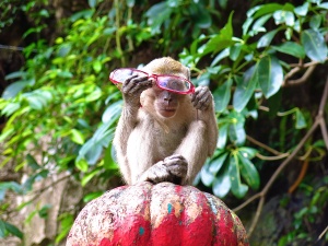 Long tailed macaque stole a ladies glasses