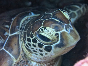 Turtle at Mabul Island