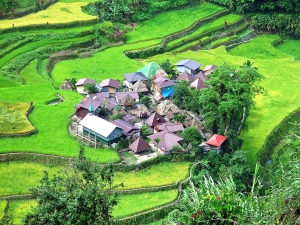 Local villages amongst rice terraces